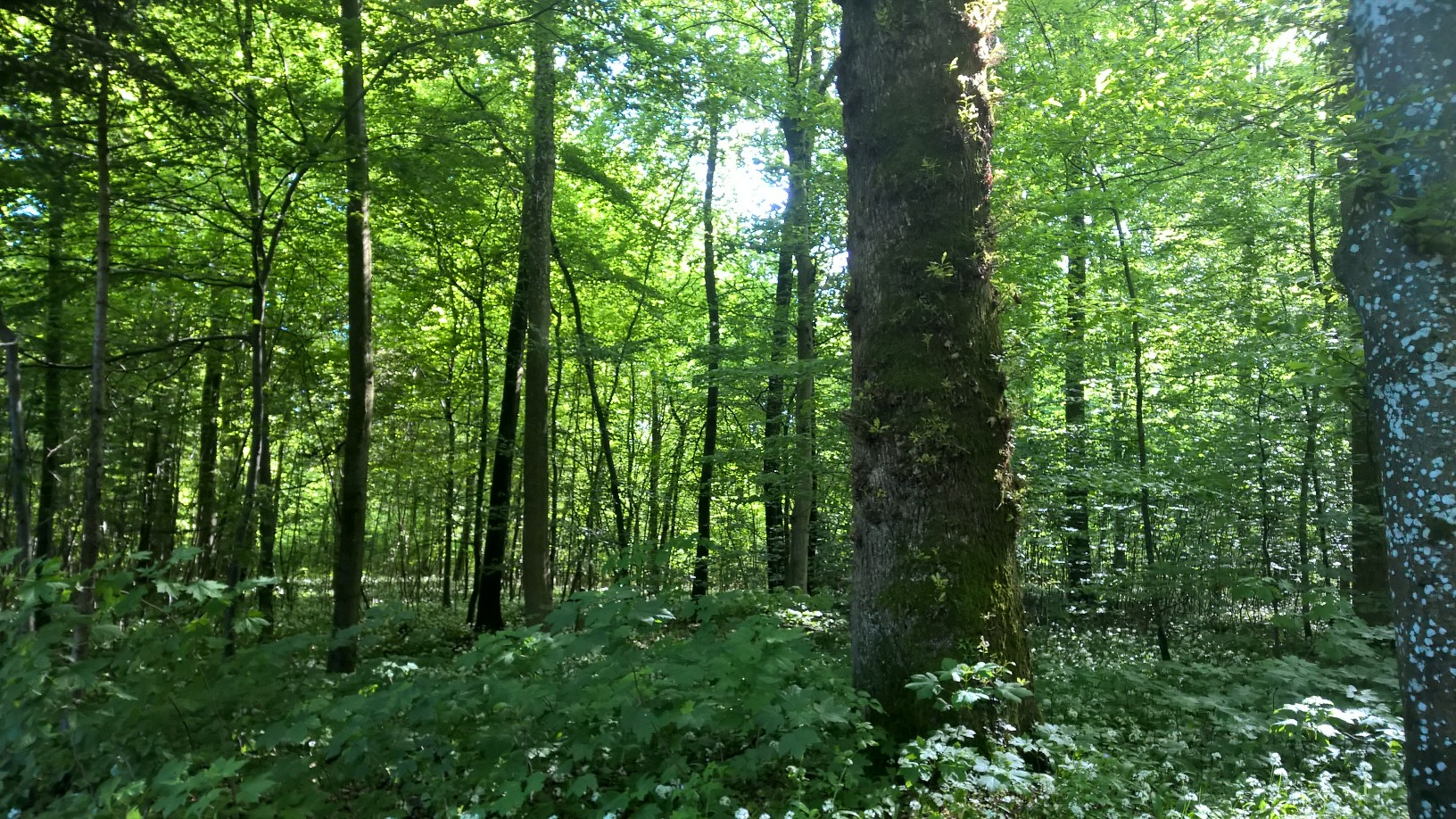 Waldtherapie: Dem Wald, anderen und dir selbst begegnen.